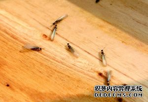 發現白蟻危害時的處理